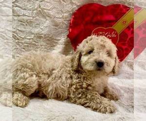 Miniature Bernedoodle Puppy for sale in DRY RUN, PA, USA