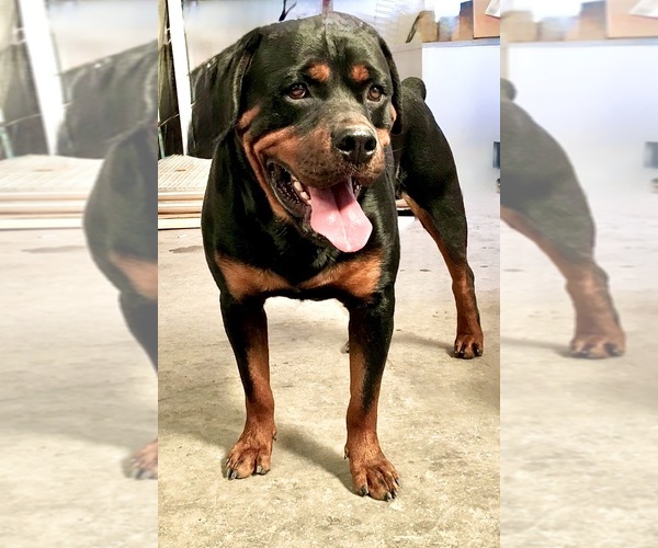 Medium Photo #24 Rottweiler Puppy For Sale in BRIGHTON, CO, USA