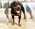 Small #23 Rottweiler
