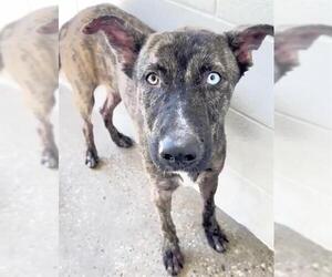 RYLIE - Female Catahoula Leopard Dog-Unknown Mix Dog for Adoption - Photo #2
