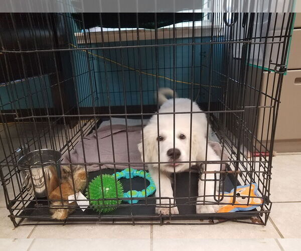 Medium Photo #13 Great Pyrenees-Unknown Mix Puppy For Sale in Houston, TX, USA