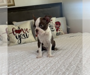 Boston Terrier Puppy for Sale in HESPERIA, California USA