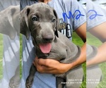 Small Photo #4 Weimaraner Puppy For Sale in GREENWICH, OH, USA