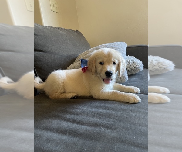 Medium Photo #1 Golden Retriever Puppy For Sale in PAONIA, CO, USA