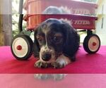 Small Photo #10 Dachshund Puppy For Sale in MILAN, TN, USA