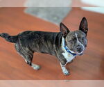 Small #12 Boston Terrier Mix