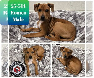 Mutt Dogs for adoption in Georgetown, KY, USA