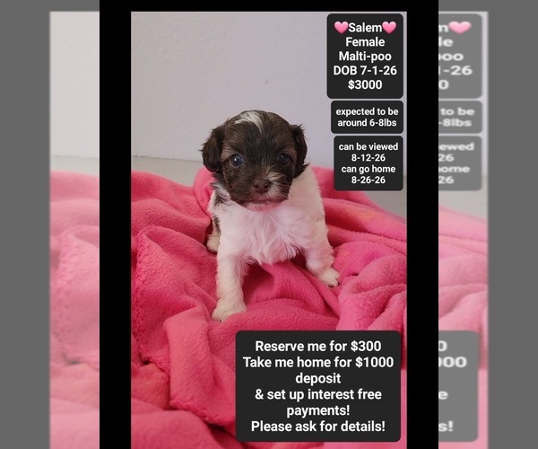 Medium Photo #1 Maltipoo (Toy) Puppy For Sale in TUCSON, AZ, USA