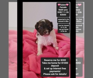 Maltipoo (Toy) Puppy for sale in TUCSON, AZ, USA