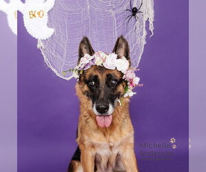 German Shepherd Dog Dogs for adoption in Corona, CA, USA