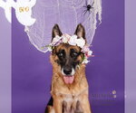 MARY - Female German Shepherd Dog Dog for Adoption - Small photo
