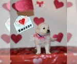 Puppy SNEEZY English Cream Golden Retriever