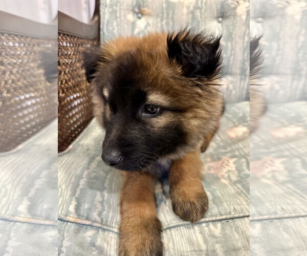 Medium Photo #18 German Shepherd Dog Puppy For Sale in Seattle, WA, USA