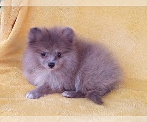 Pomeranian Puppy for sale in WEST PALM BEACH, FL, USA