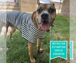 Small #12 Boxer Mix