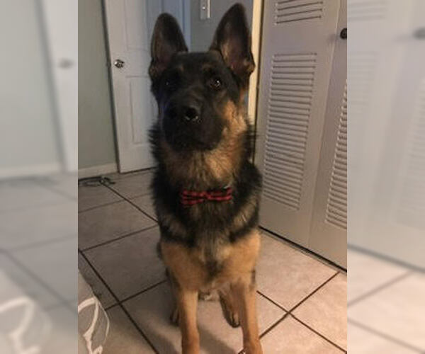 Medium Photo #2 German Shepherd Dog Puppy For Sale in Miami, FL, USA
