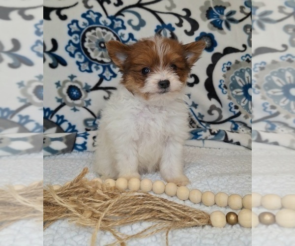 Medium Photo #1 Pomeranian-Poodle (Toy) Mix Puppy For Sale in LEWISBURG, KY, USA