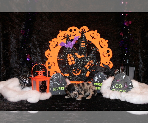 Medium Photo #2 Chihuahua Puppy For Sale in CHARLESTON, AR, USA