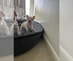 Small #5 French Bulldog