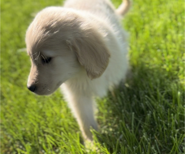 Medium Photo #4 Golden Retriever Puppy For Sale in EDWARDSBURG, MI, USA