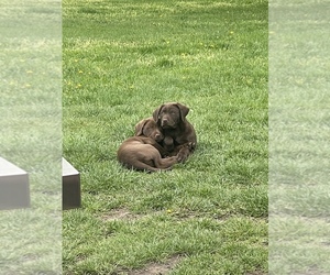 Labrador Retriever Puppy for sale in ELKHART, IN, USA
