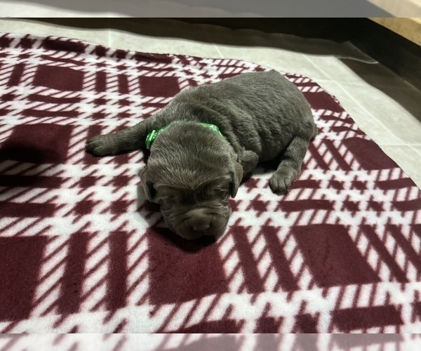 Medium Photo #7 Labrador Retriever Puppy For Sale in WALDRON, MI, USA