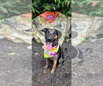 Small #7 Plott Hound Mix