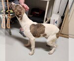 Small #19 Boxer Mix