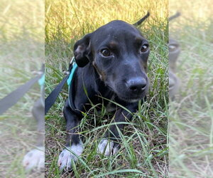 Bulldog-Labrador Retriever Mix Dogs for adoption in Tarrytown, GA, USA