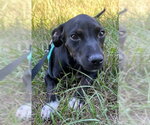 Gussie - Female Bulldog-Labrador Retriever Mix Dog for Adoption - Small photo