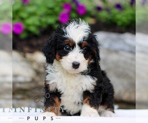 Bernedoodle (Miniature) Puppy for sale in LITITZ, PA, USA
