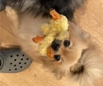Small Photo #1 Pomeranian Puppy For Sale in ODON, IN, USA