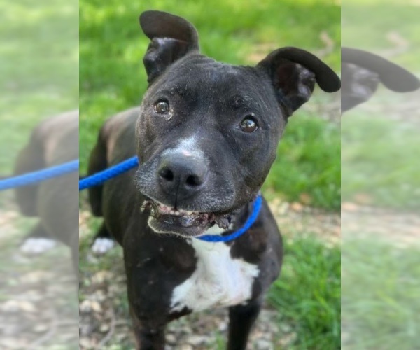 Medium Photo #3 Staffordshire Bull Terrier Puppy For Sale in Woodland, CA, USA