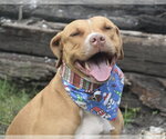 Small #10 American Staffordshire Terrier Mix