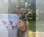 Small Photo #2 Shiba Inu Puppy For Sale in STELLA, MO, USA