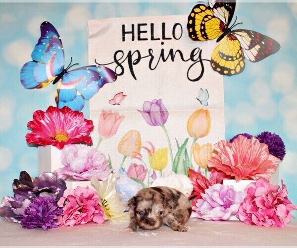 Medium Photo #10 Chihuahua Puppy For Sale in CHARLESTON, AR, USA