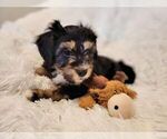 Small Photo #2 Aussiedoodle Miniature -Miniature Bernedoodle Mix Puppy For Sale in CULPEPER, VA, USA