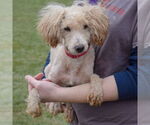 Small #2 Mutt