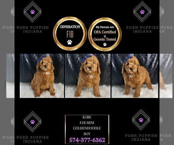 Medium Photo #3 Goldendoodle (Miniature) Puppy For Sale in WARSAW, IN, USA