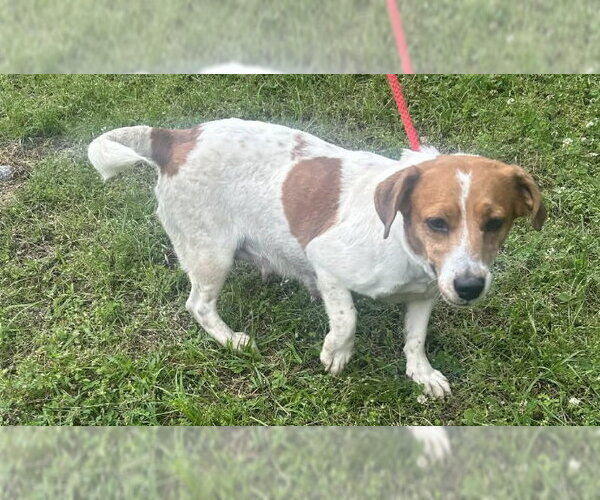Medium Photo #3 Jack Russell Terrier-Unknown Mix Puppy For Sale in Wetumpka, AL, USA