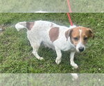 Small #2 Jack Russell Terrier Mix
