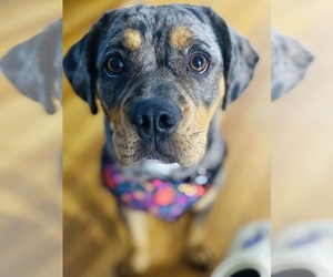 American Bulldog-English Cocker Spaniel Mix Dog for Adoption in BREWERTON, New York USA