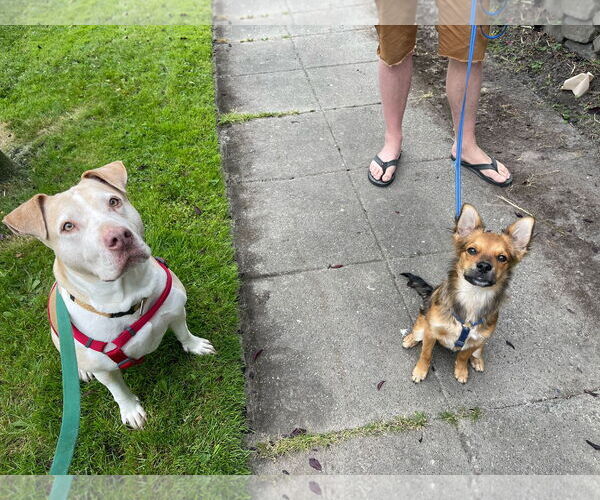 Medium Photo #2 Labrador Retriever-Staffordshire Bull Terrier Mix Puppy For Sale in Bellevue, WA, USA