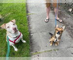 Small #1 Labrador Retriever-Staffordshire Bull Terrier Mix