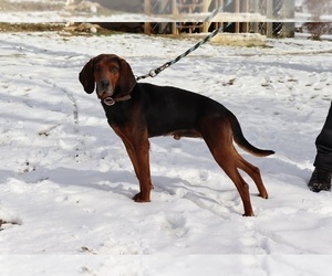 Black and Tan Coonhound Puppy for sale in CLARKRANGE, TN, USA