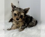 Small #3 Yorkshire Terrier