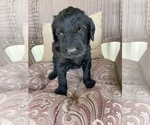 Small Photo #3 Labradoodle Puppy For Sale in CEDAR HILL, TX, USA