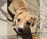 Small Photo #2 American Staffordshire Terrier Puppy For Sale in Gilberts, IL, USA