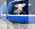 Small #14 Chihuahua