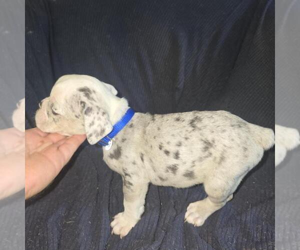 Medium Photo #11 Olde English Bulldogge Puppy For Sale in HAMLER, OH, USA